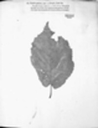 Image Associated With the Occurence